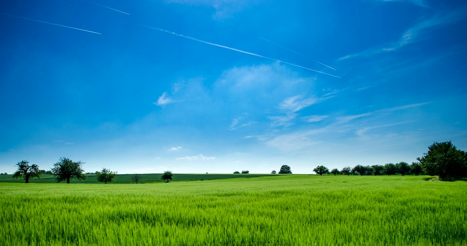 green-rice-fields-background